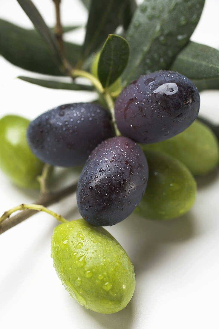 Olive sprigs with green and black olives (close-up)