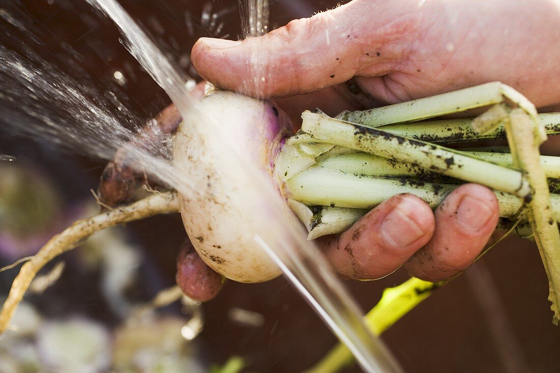 Washing a turnip