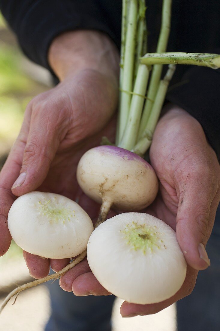 Hands holding three turnips