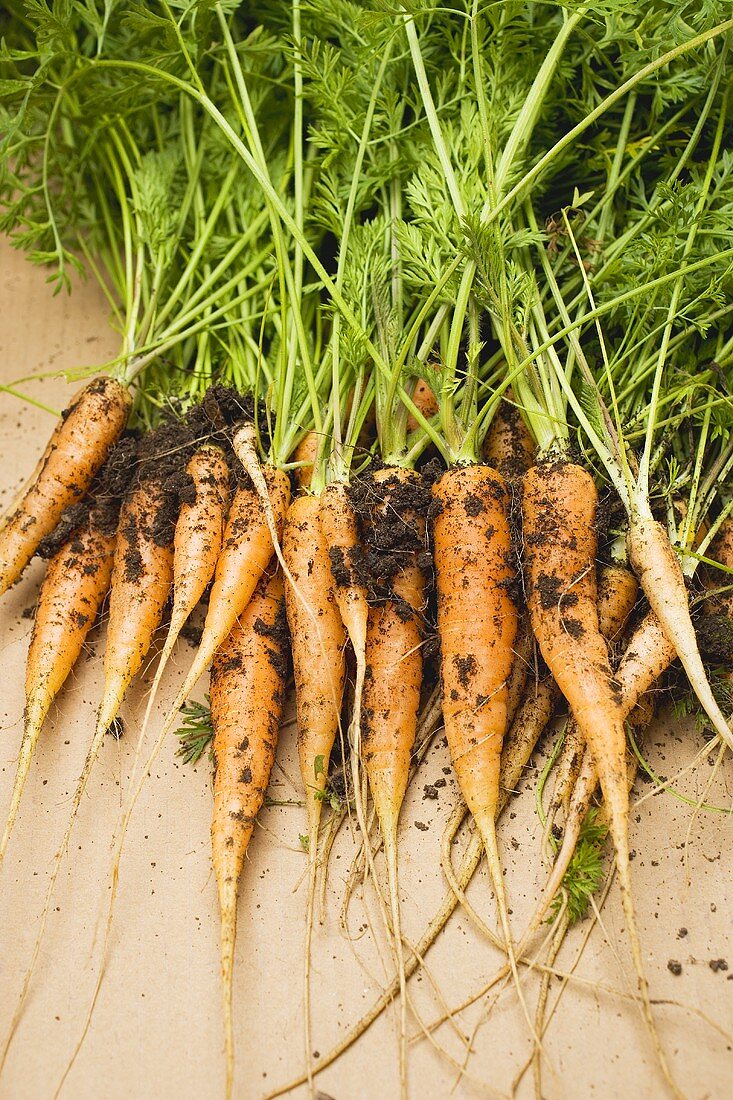 Young carrots with soil