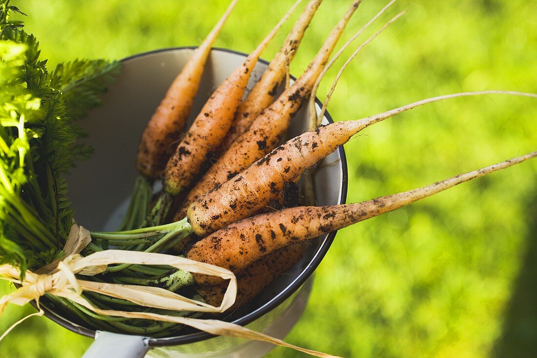 Young carrots in a strainer (out of doors)