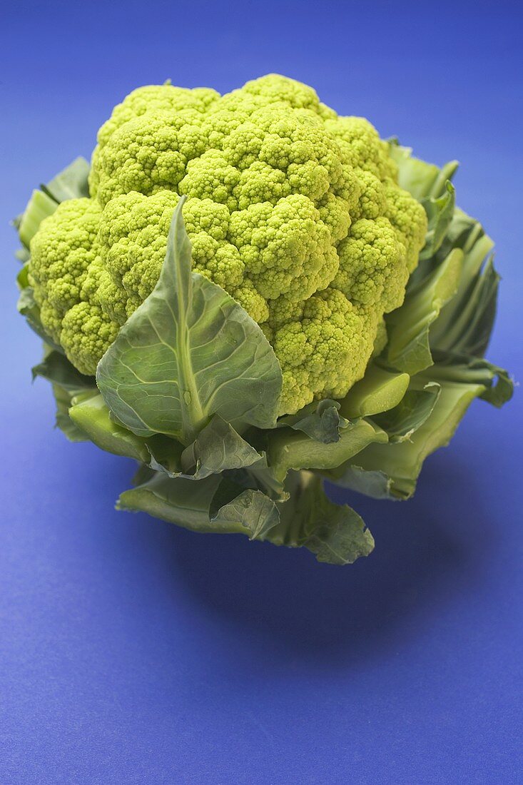 Green cauliflower on blue background