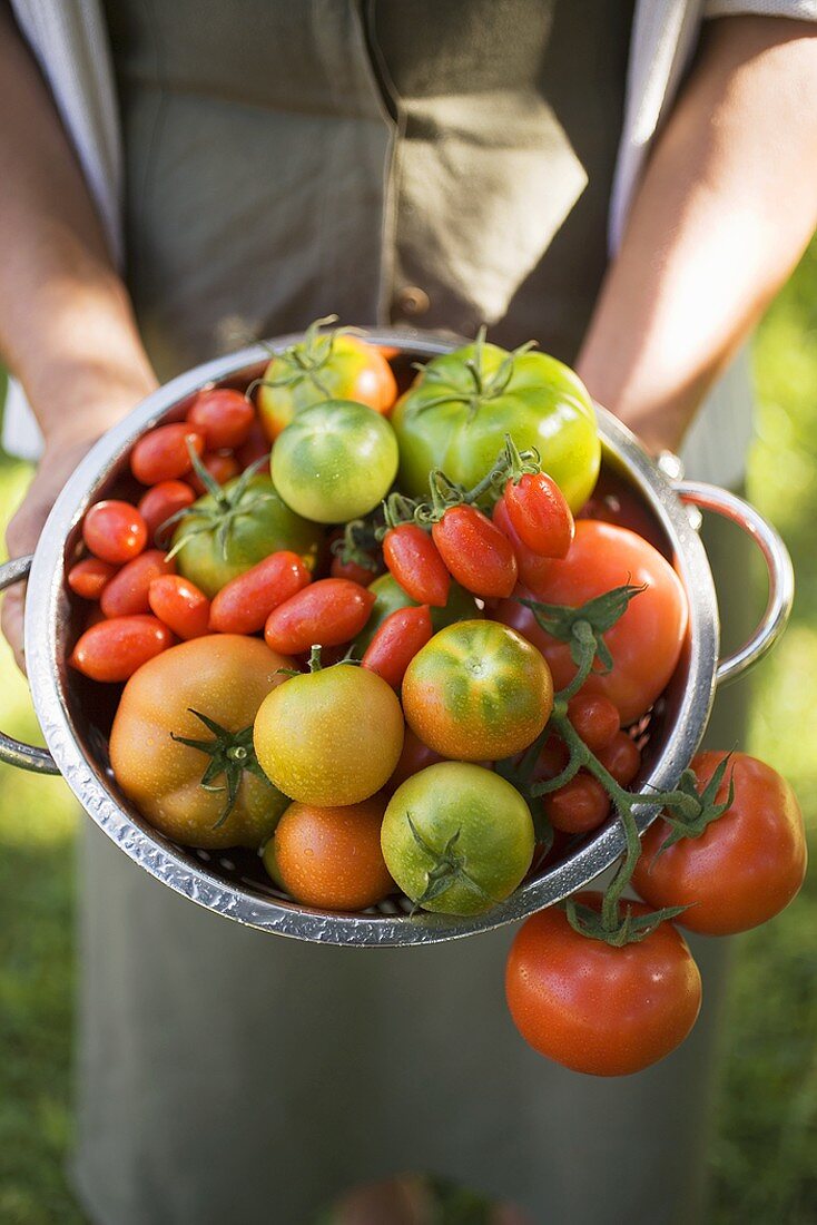 Woman holding colander full of various types of tomatoes