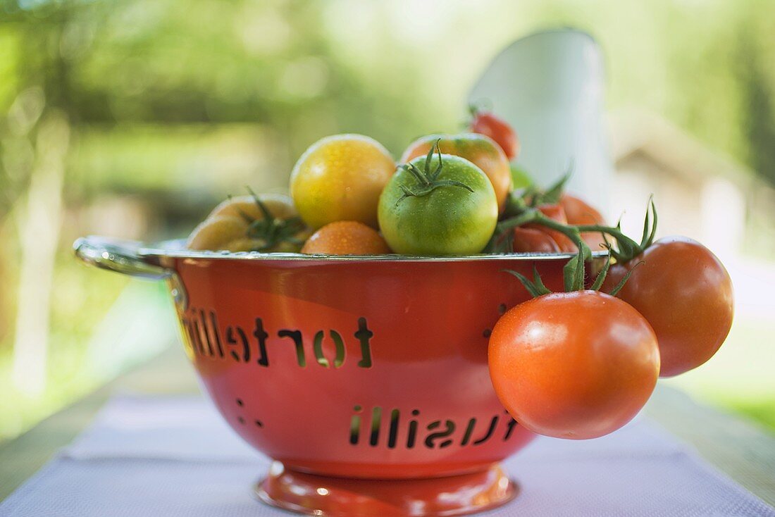 Various types of tomatoes in colander on table out of doors