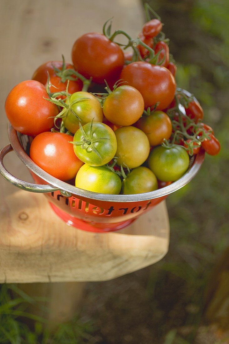 Verschiedene Tomaten im Sieb auf Tisch im Freien