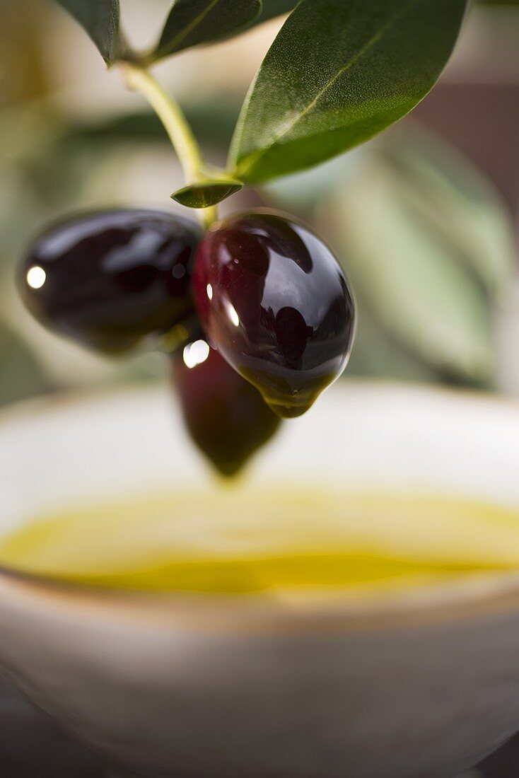 Schwarze Oliven am Zweig über Schale mit Olivenöl