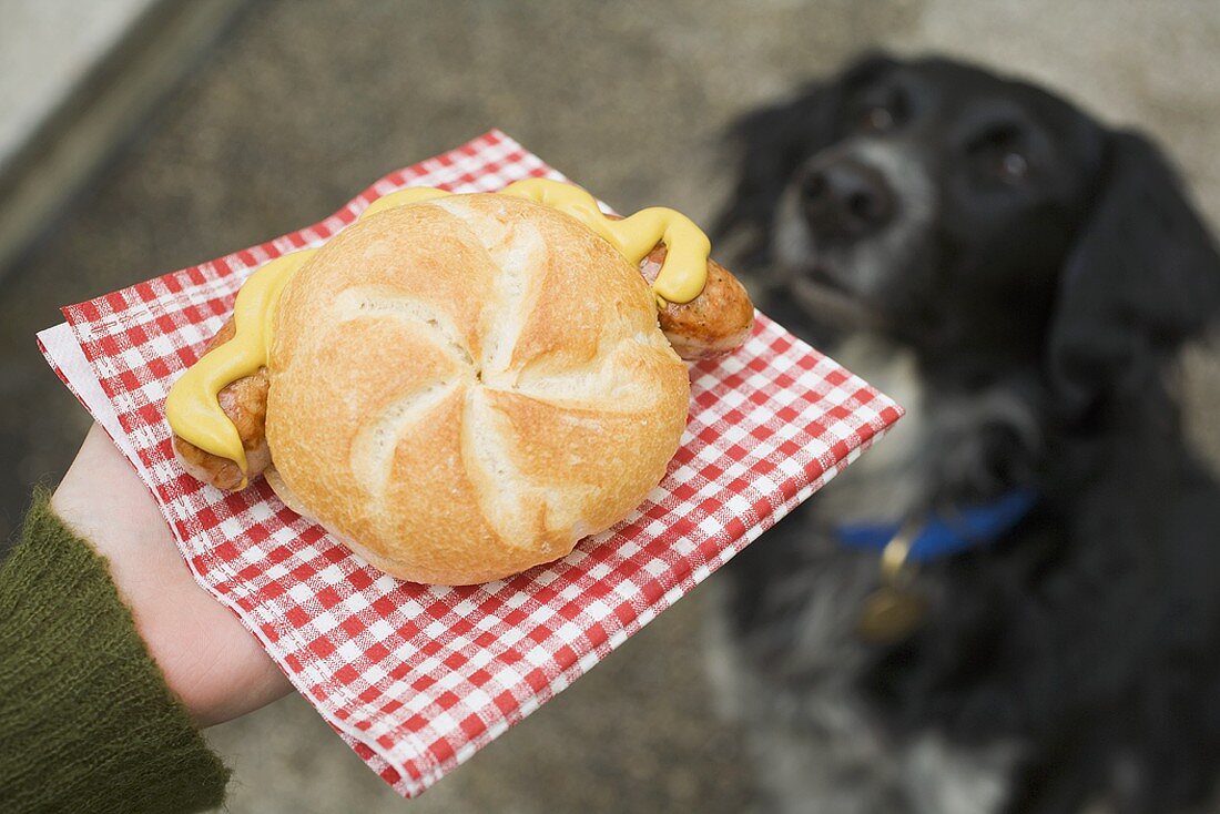 Hand holding sausage (bratwurst) in bread roll, dog in background