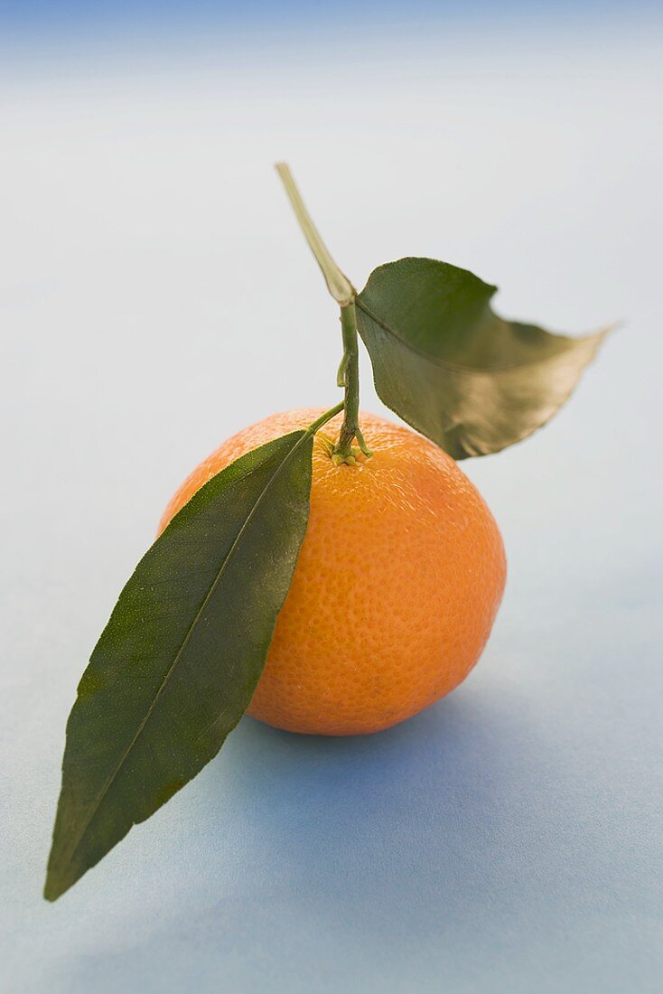 Clementine with leaves on light blue background