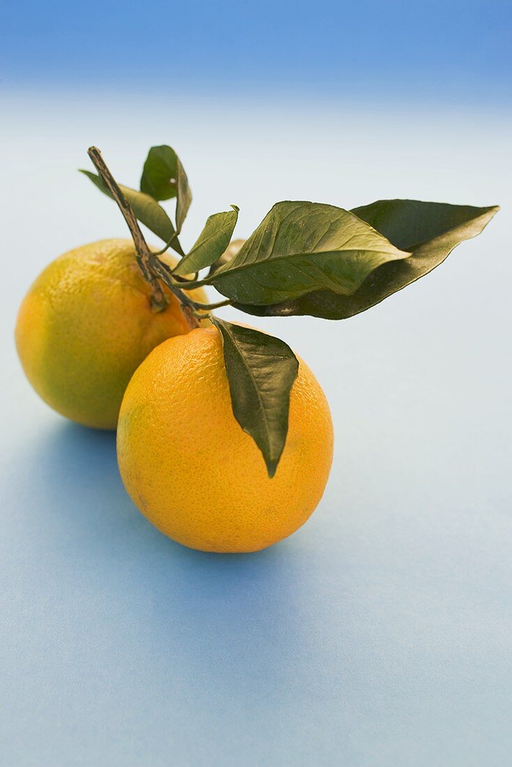 Zwei Orangen mit Blättern auf hellblauem Untergrund