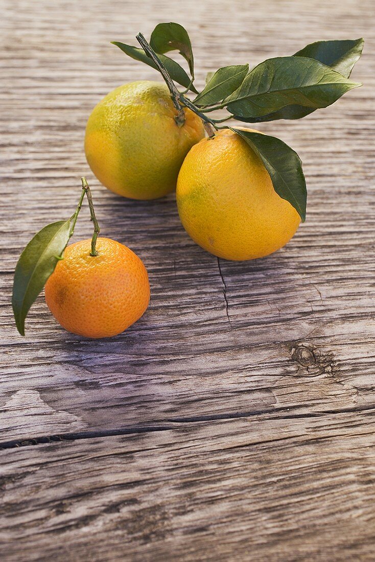 Two oranges and one clementine with leaves