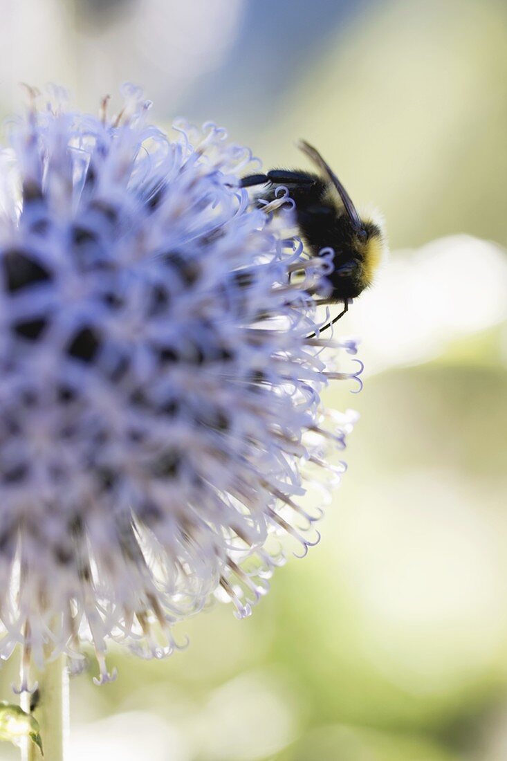 Globe thistle with bee (close-up)