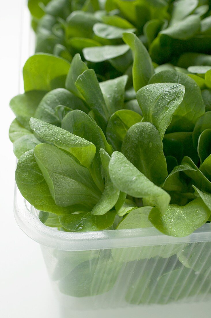 Corn salad in plastic punnet (detail)