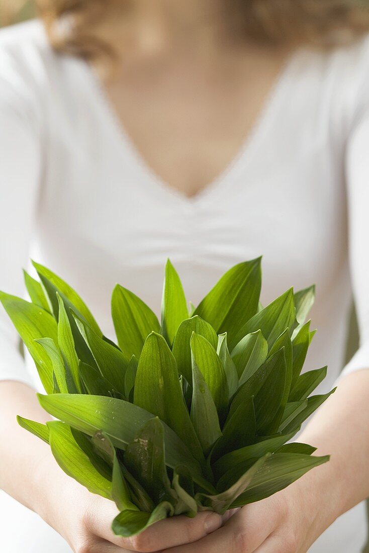 Woman holding fresh ramsons (wild garlic)