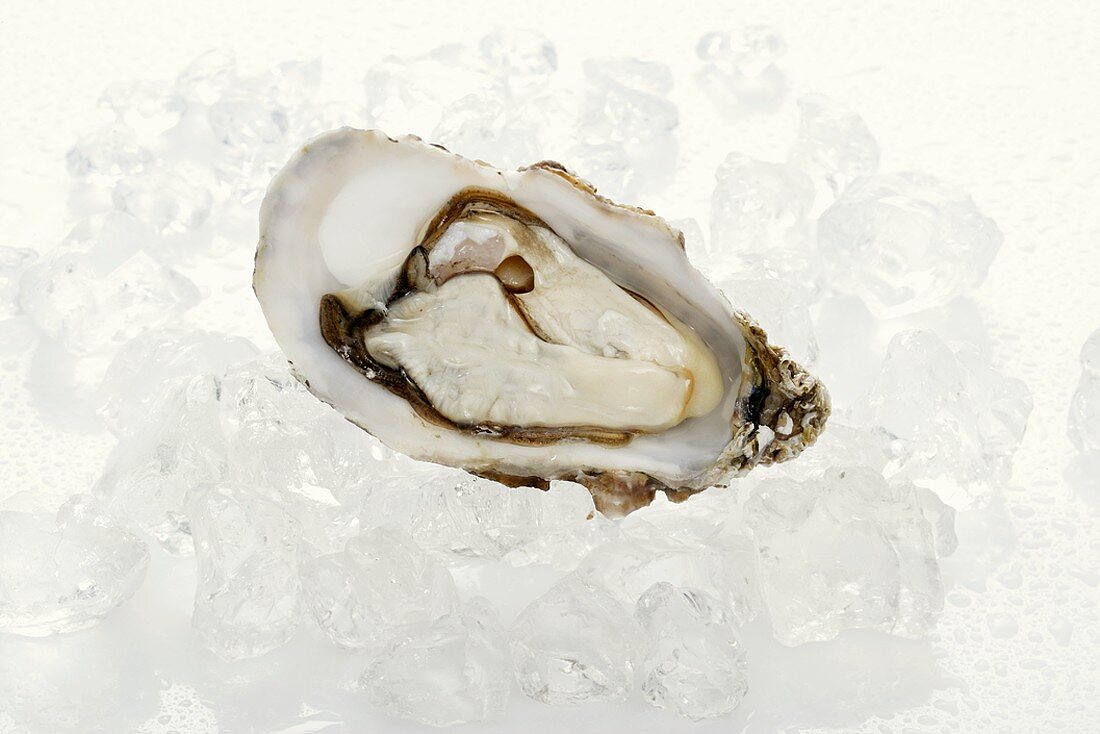 Fresh oyster, opened, on ice cubes