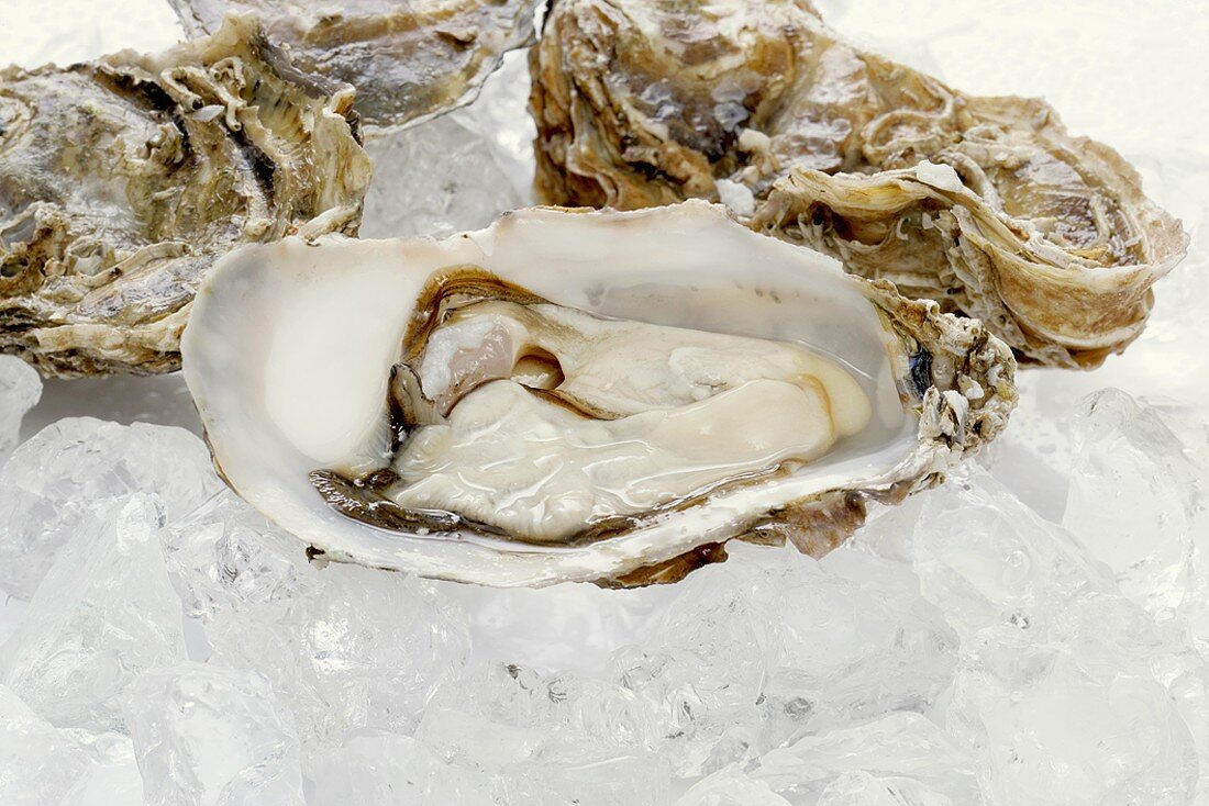 Fresh oysters on ice cubes