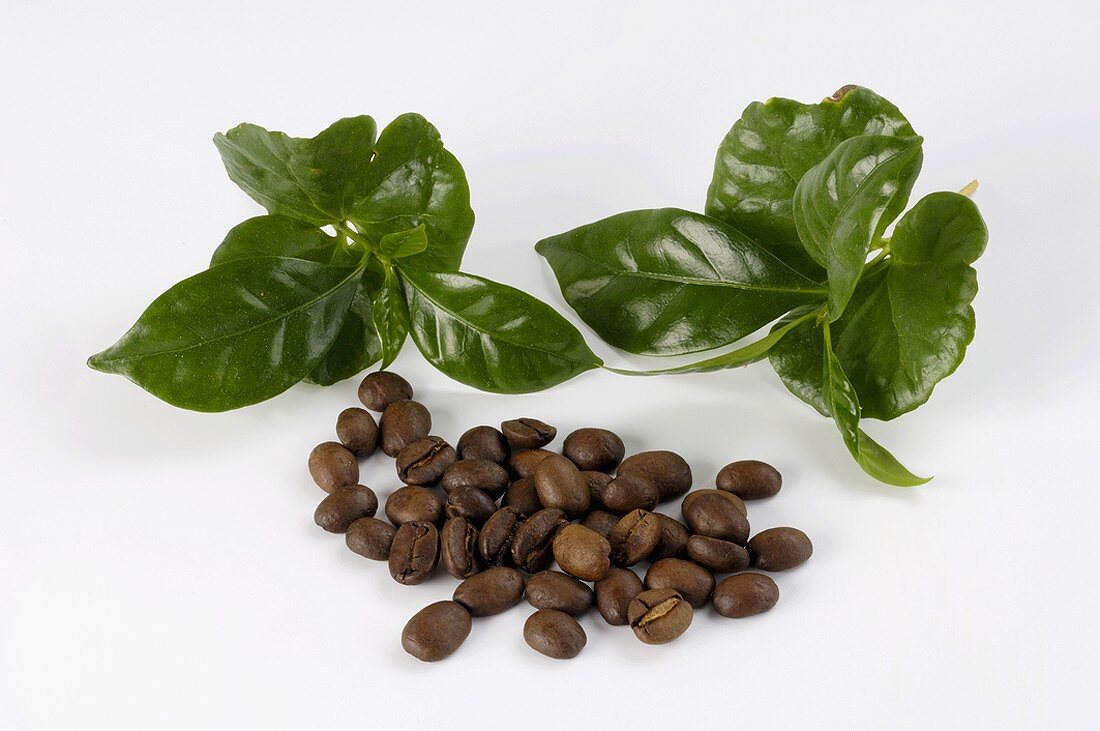 Kaffeebohnen und Kaffeestrauchblätter