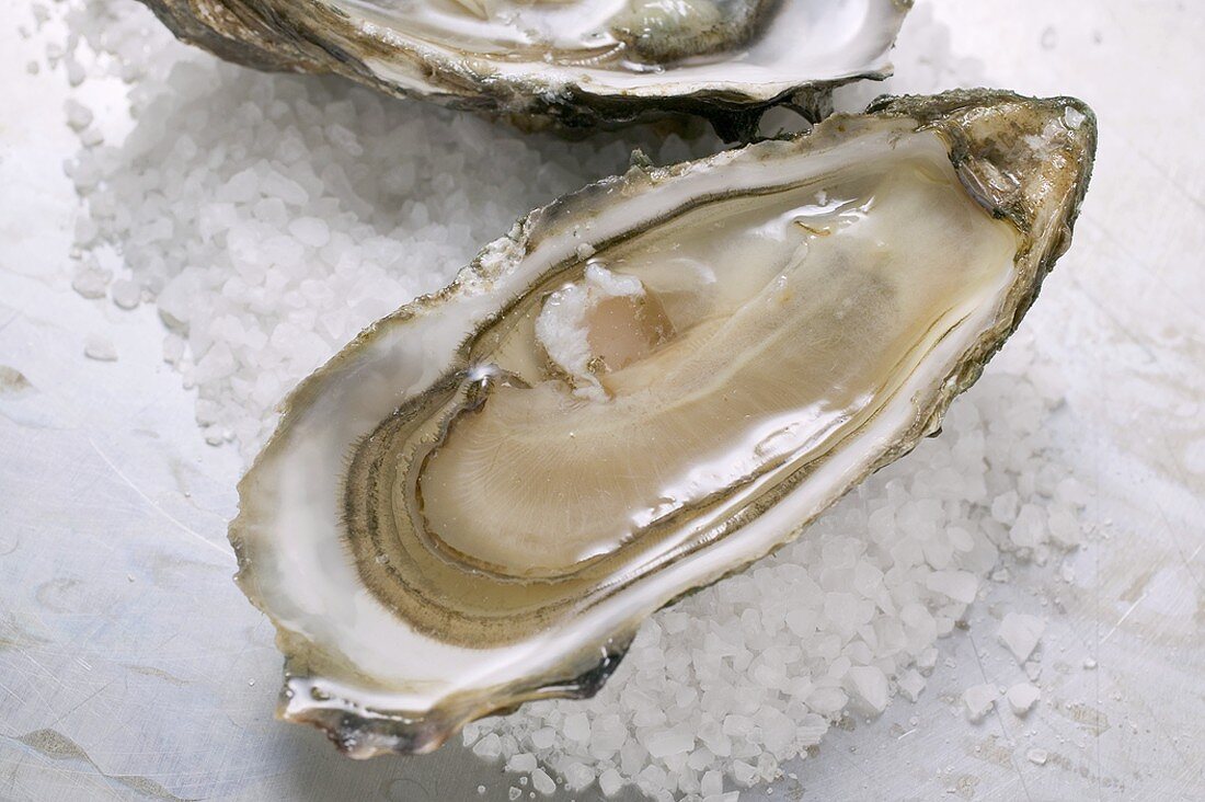Fresh oysters, opened, with coarse salt