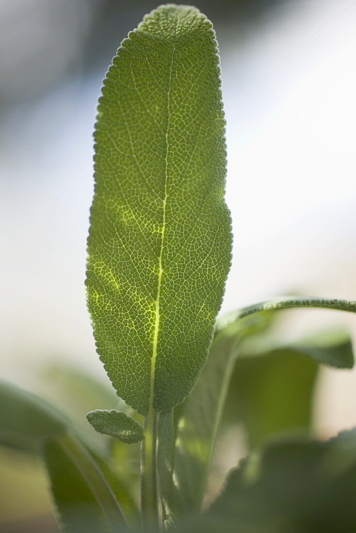 Sage leaf (close-up)