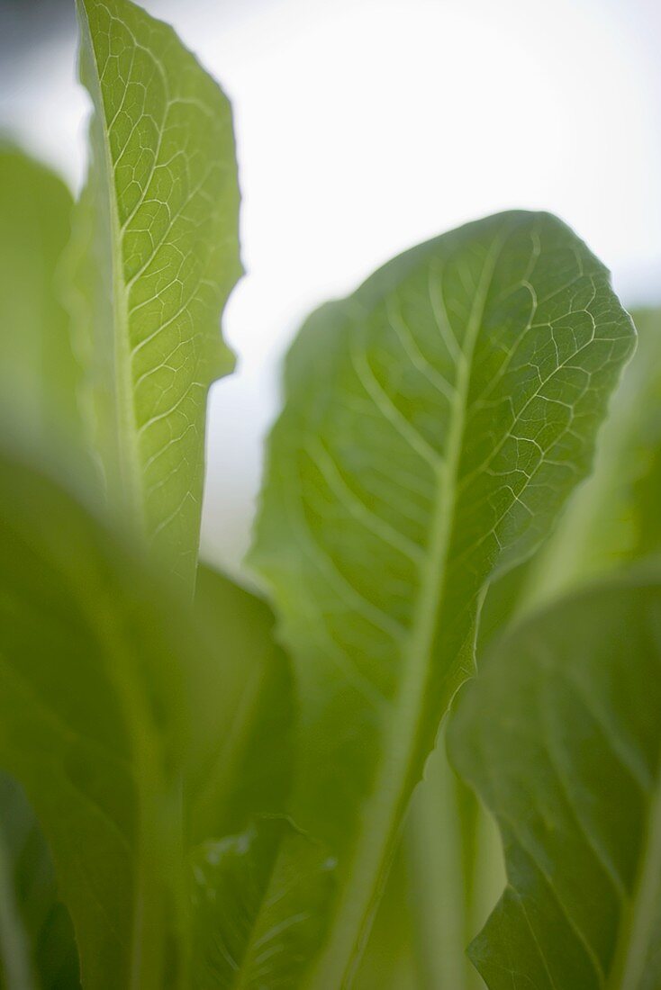 Lettuce plant (close-up)