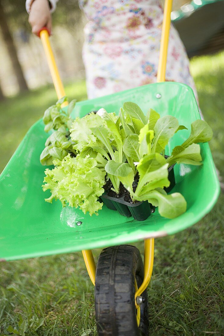 Kind fährt Schubkarre mit Salatpflanzen und Basilikum