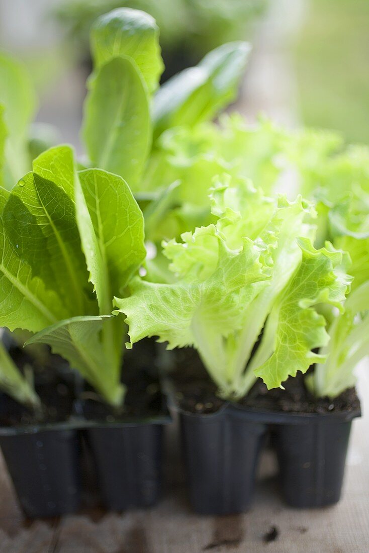 Verschiedene Salatpflanzen in Plastiktöpfen