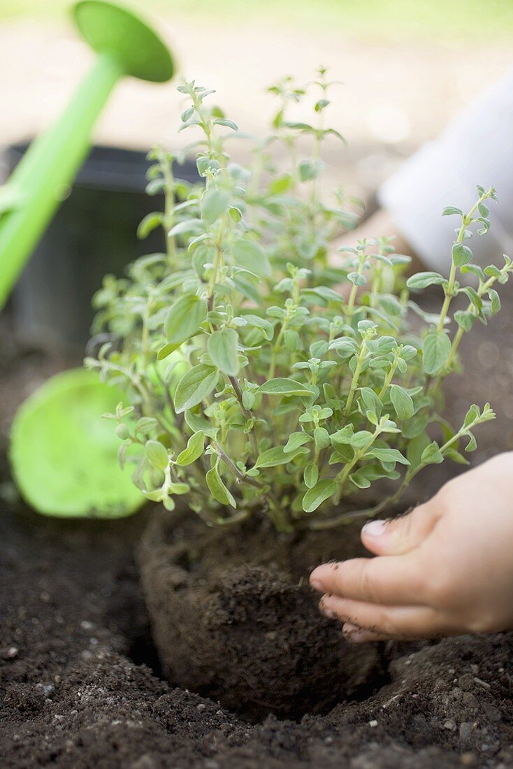 Kinderhände pflanzen Kräuter in die Erde