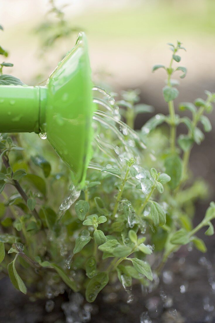 Watering herbs