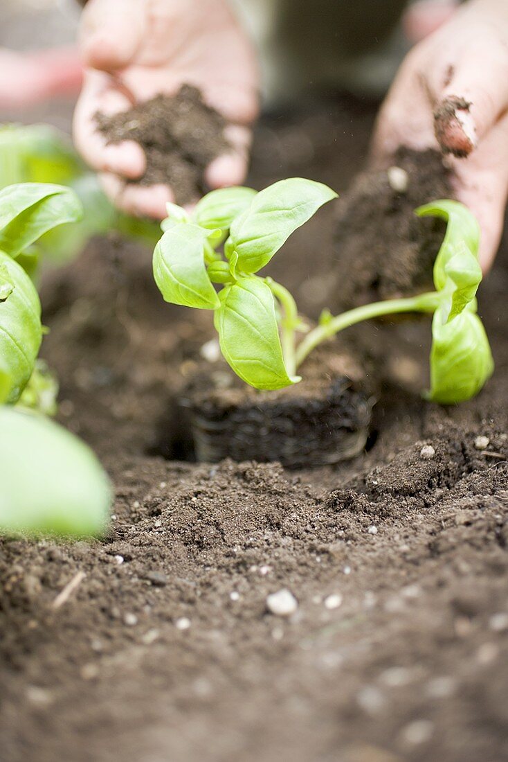Planting basil in soil