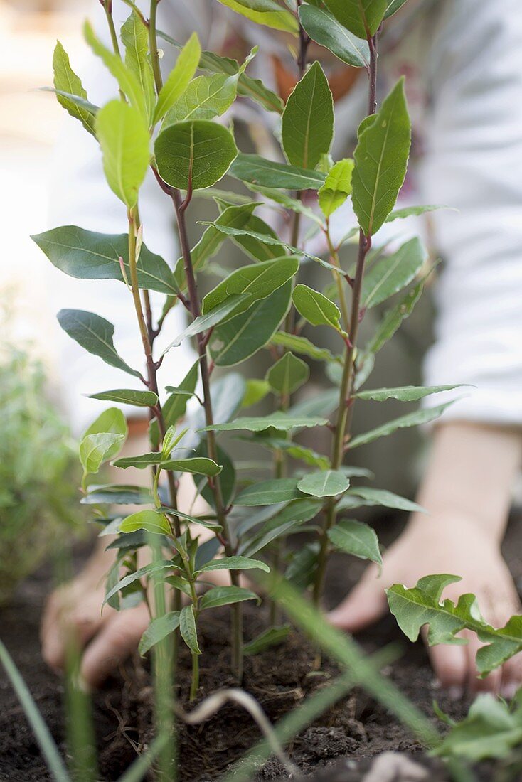 Kind pflanzt Lorbeer im Garten