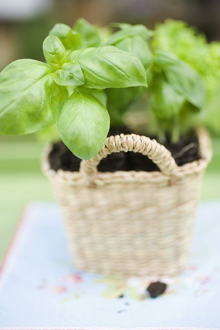 Basil plants in basket