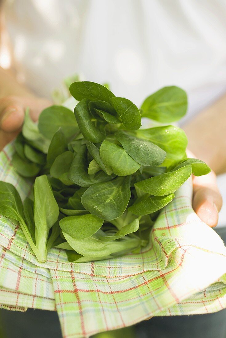 Person holding corn salad on tea towel