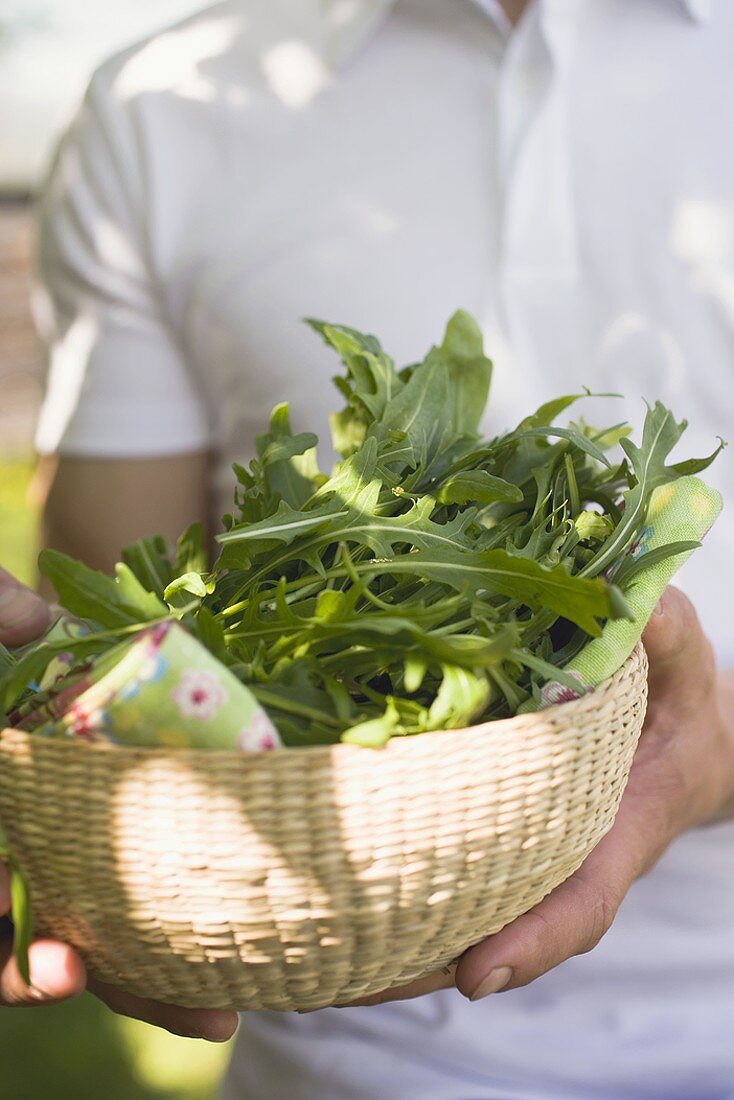 Mann hält Korb mit frischem Rucola