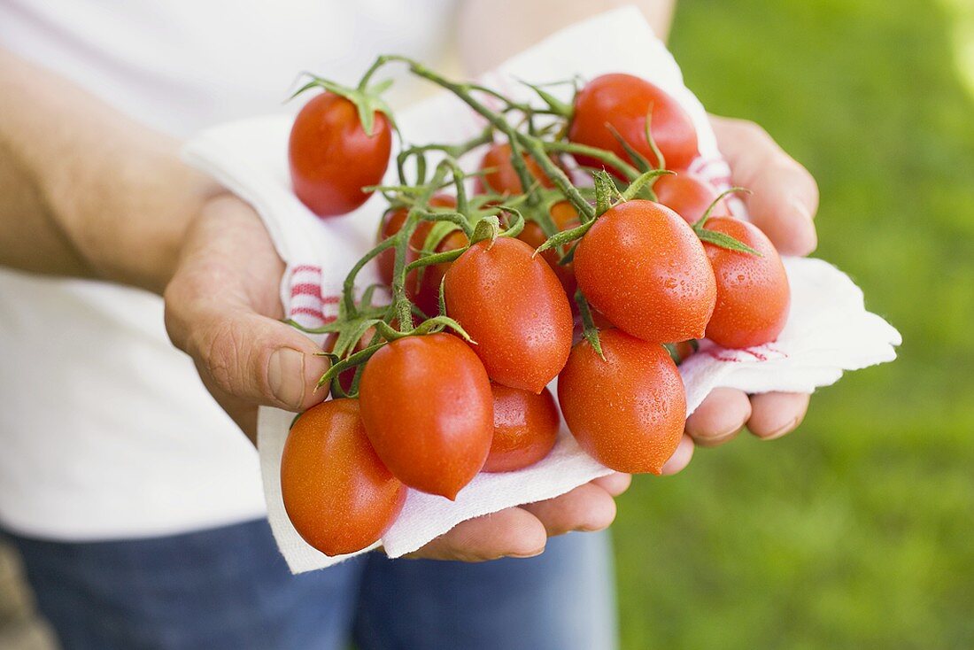 Mann hält frische Tomaten auf Geschirrtuch