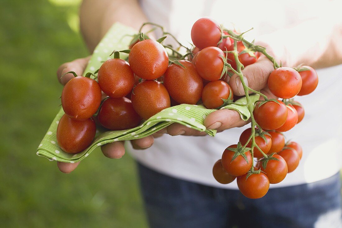 Hands holding fresh tomatoes on green cloth