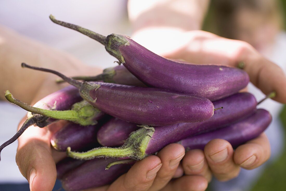 Hands holding fresh aubergines