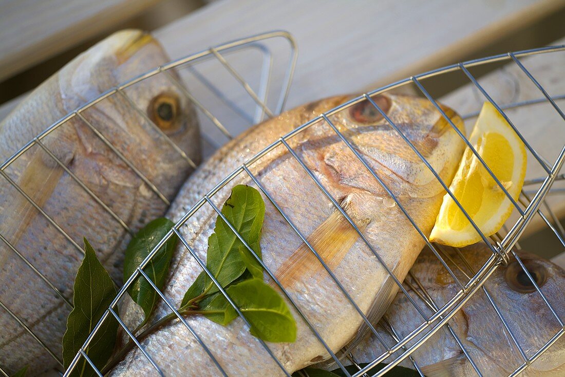 Frische Doraden mit Lorbeerblättern und Zitronen zum Grillen