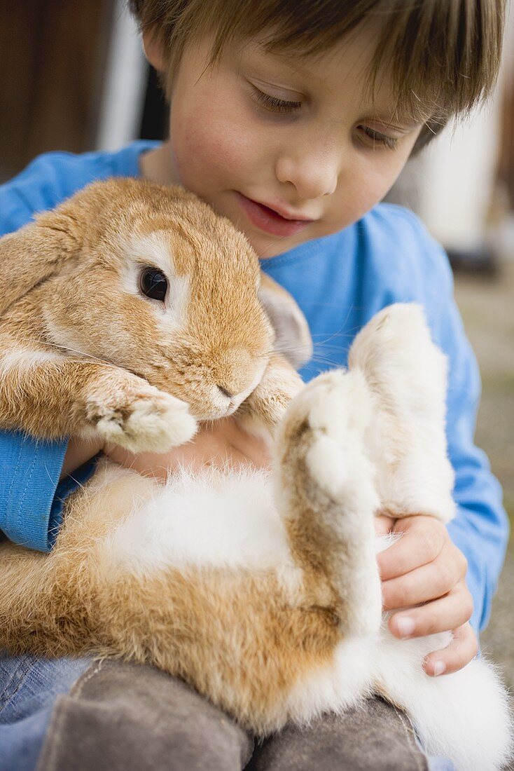 Kleiner Junge hält lebendiges Kaninchen