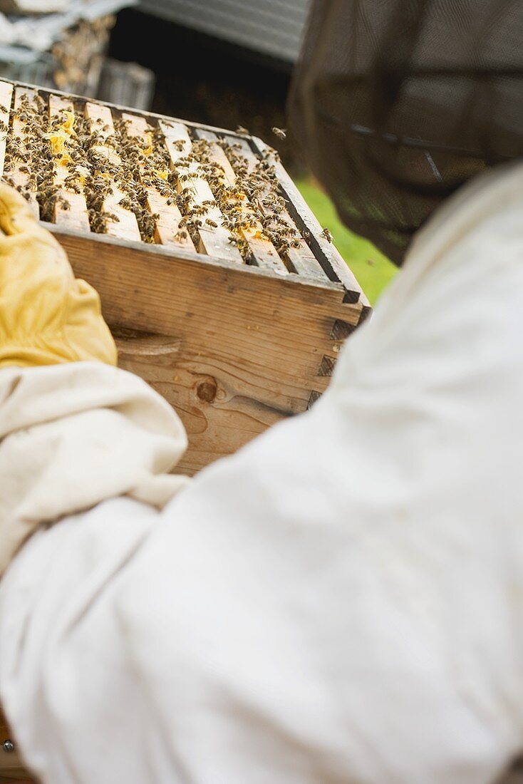 Imker hält Bienenstock