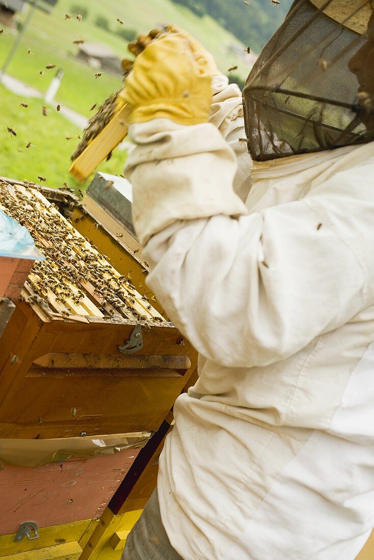 Beekeeper tending beehive