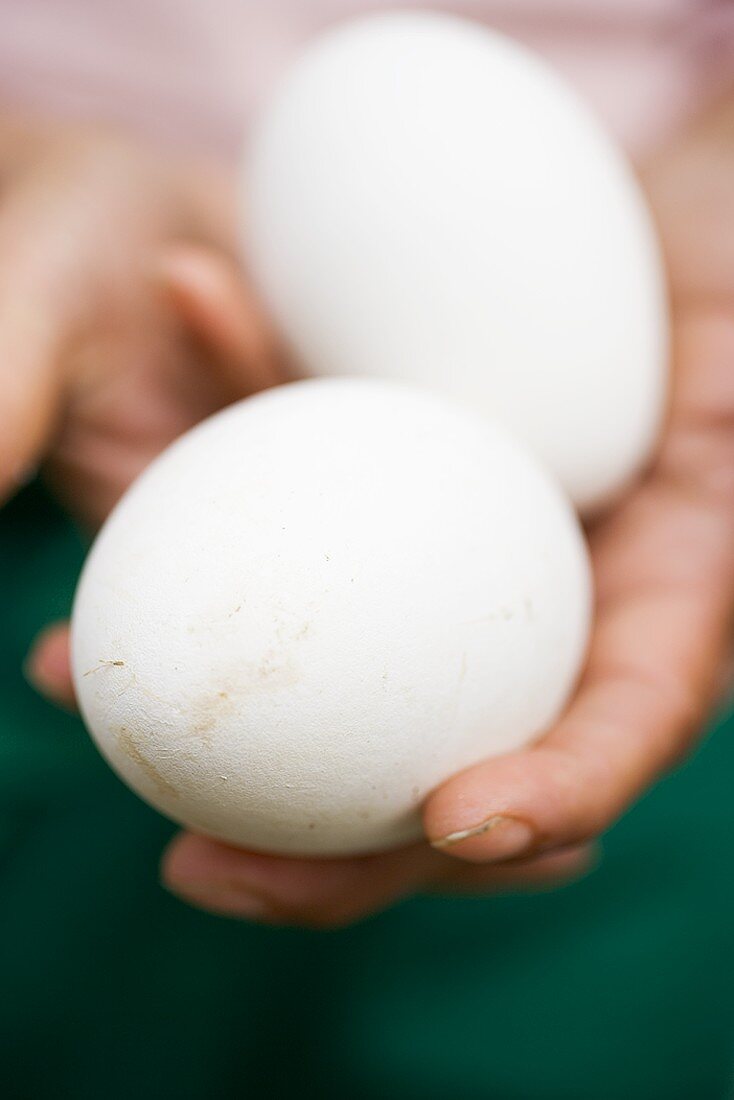 Hände halten zwei weiße Eier