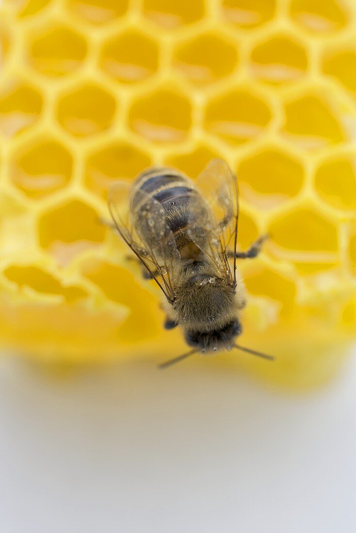 Biene auf Honigwabe (Close Up)