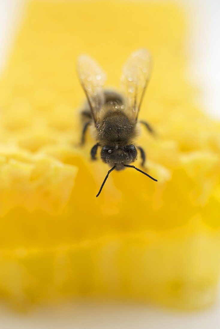 Biene auf Honigwabe (Close Up)