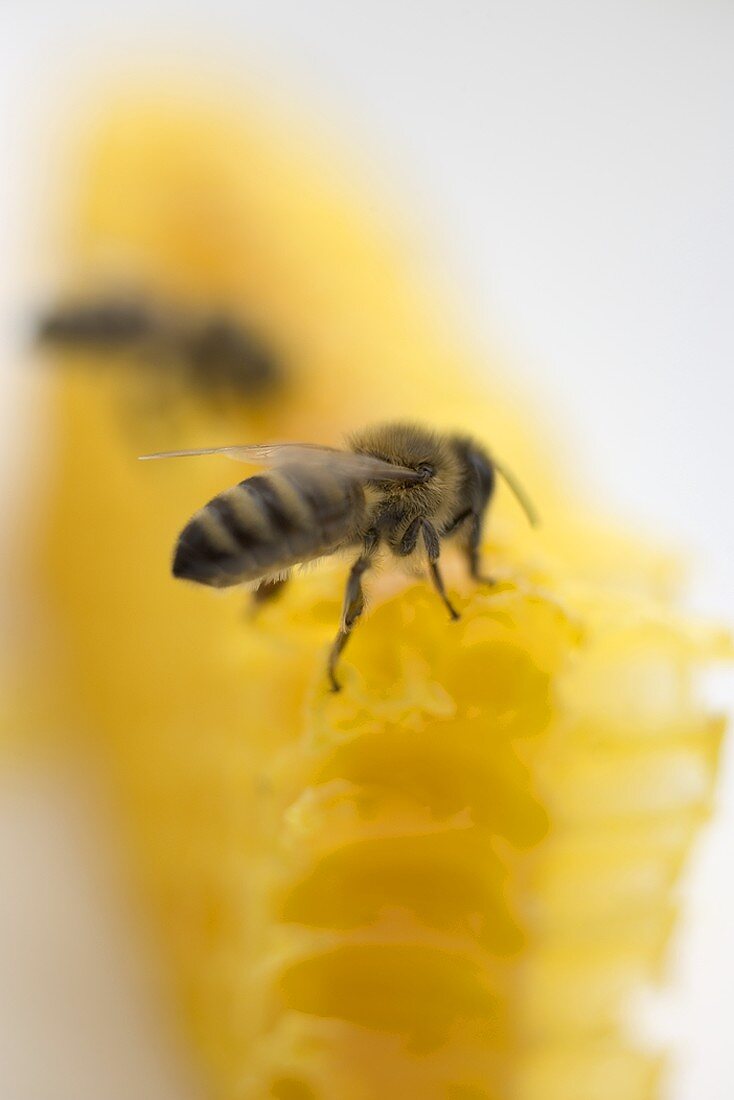 Zwei Bienen auf Honigwabe (Close Up)