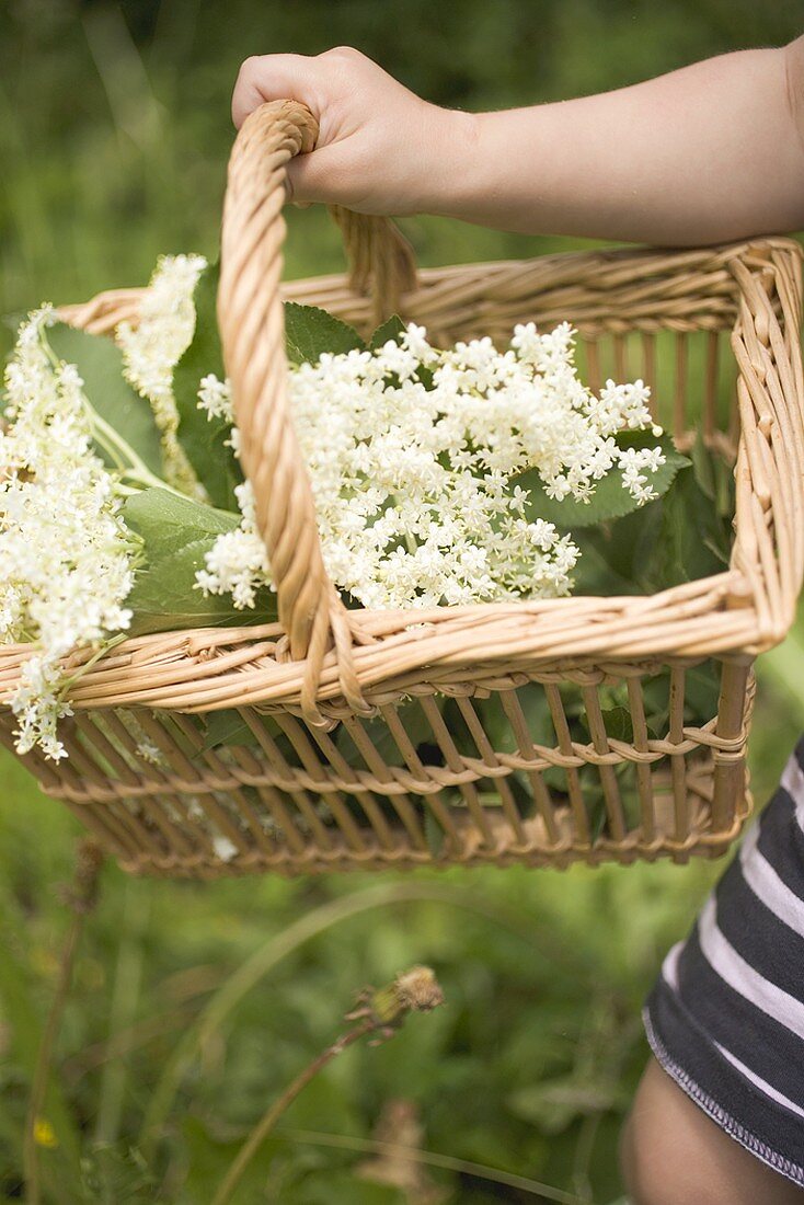 Kind hält Korb mit Holunderblüten