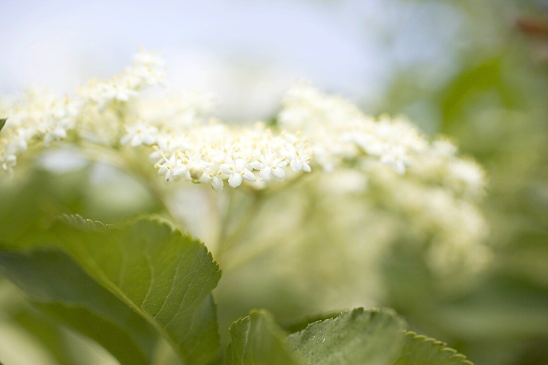 Holunderblüten (Close Up)