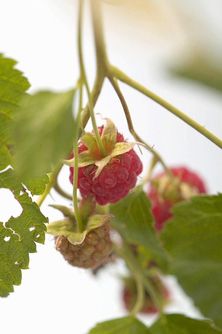 Himbeeren am Strauch (Close Up)