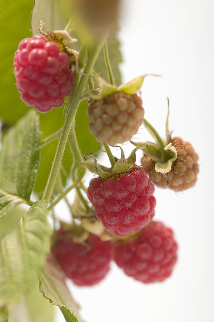 Himbeeren am Strauch (Close Up)