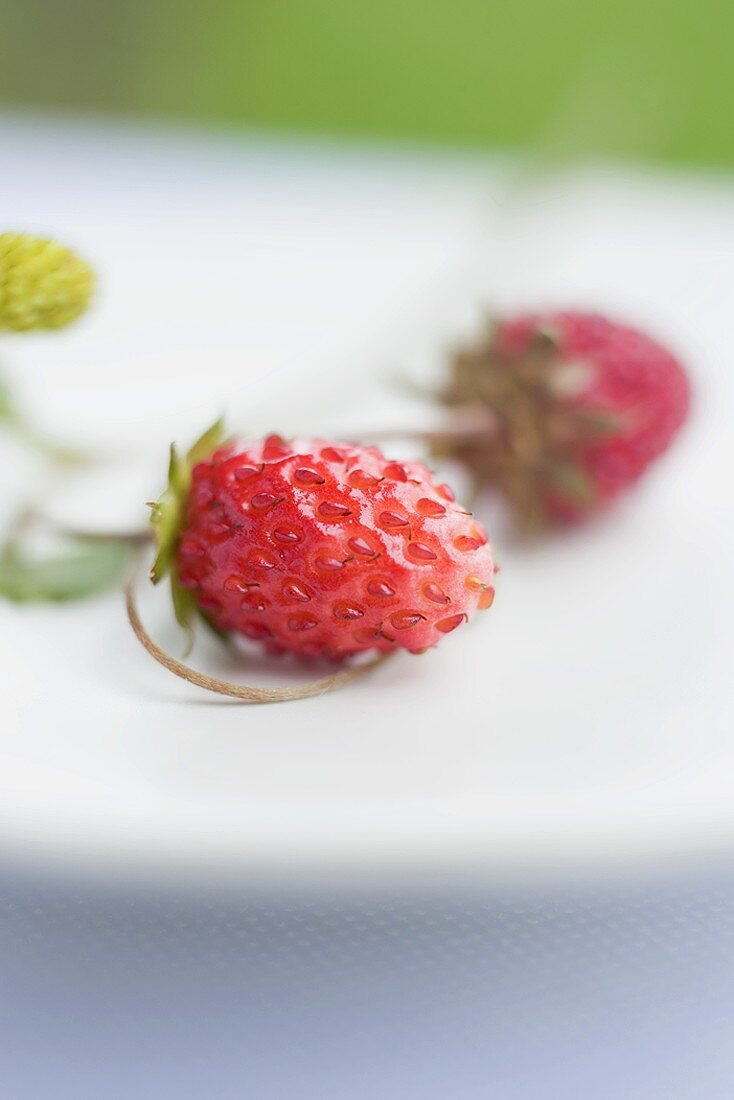 Walderdbeeren (Close Up)