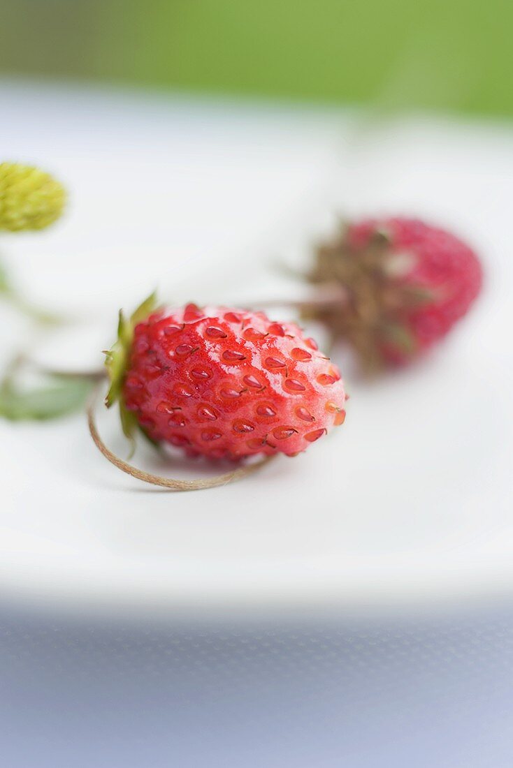 Wild strawberries (close-up)