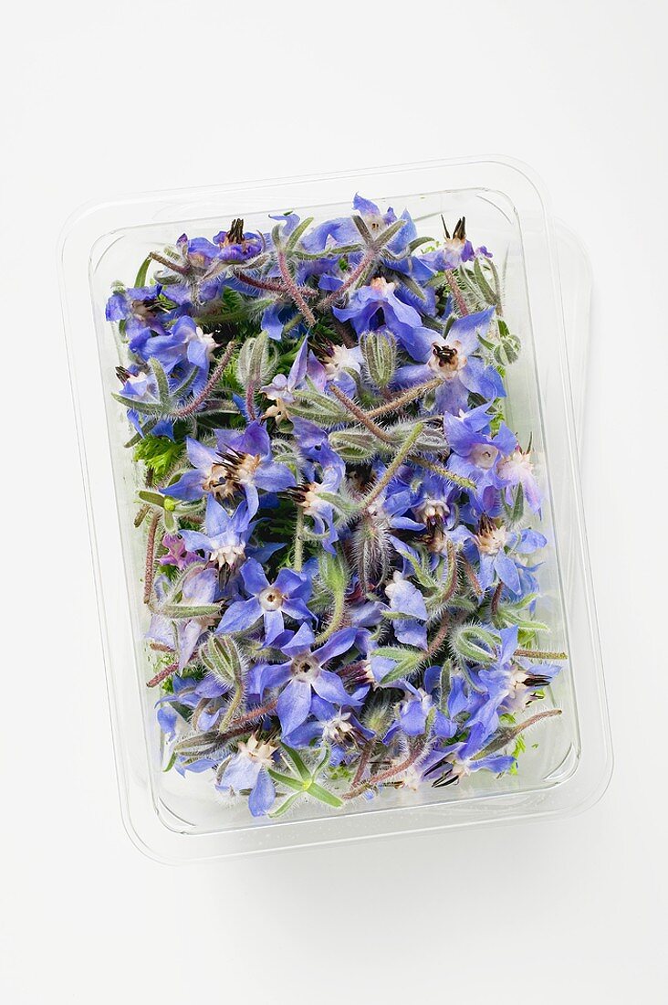 Borage flowers in plastic tray